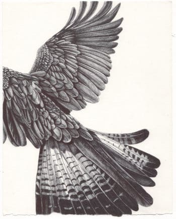 sketchbook fly away