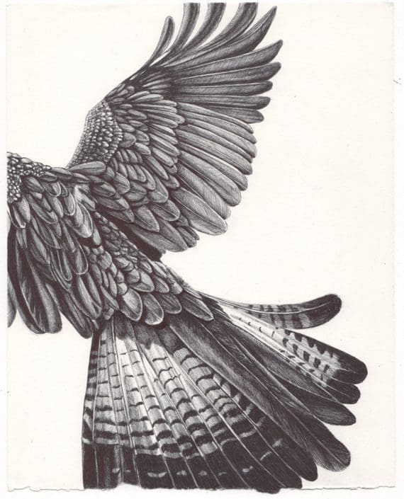 sketchbook fly away