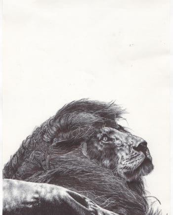 lion