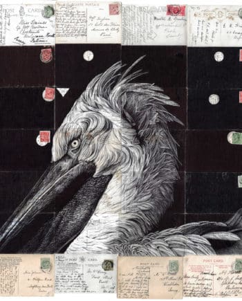 pelican
